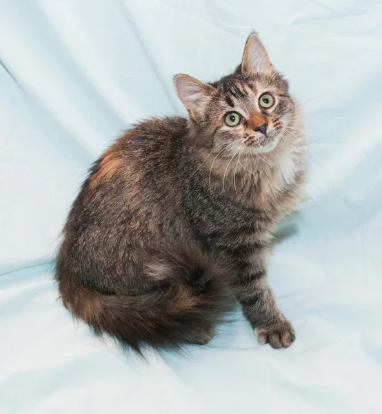 Gatito tricolor, jengibre rayado se sienta —  Fotos de Stock