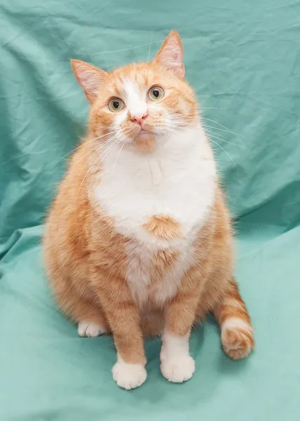 Gatto grasso rosso e bianco con gli occhi verdi seduti — Foto Stock