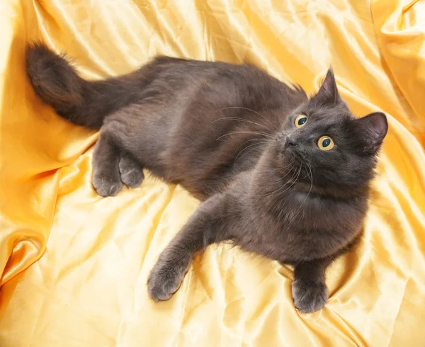 Zwarte kat met gouden ogen leugens — Stockfoto