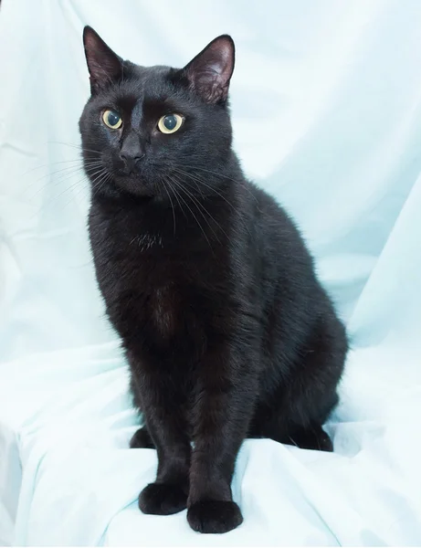 Black cat with yellow eyes sitting — Stock Photo, Image