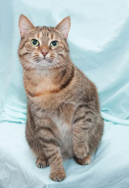 Tricolor gestreepte kat met groene ogen zitten en opzoeken — Stockfoto