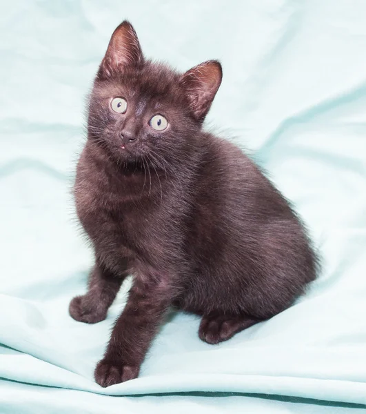 Chaton moelleux noir avec les yeux verts est assis — Photo