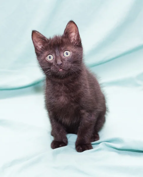 Black fluffy kitten with green eyes sitting looking up — Stock Photo, Image