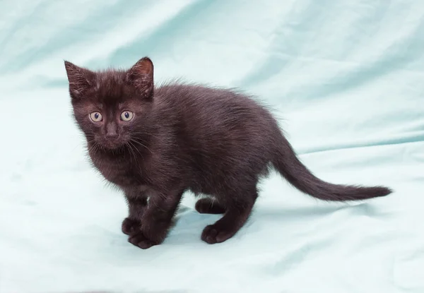 Black fluffy kitten with green eyes standing — Stock Photo, Image