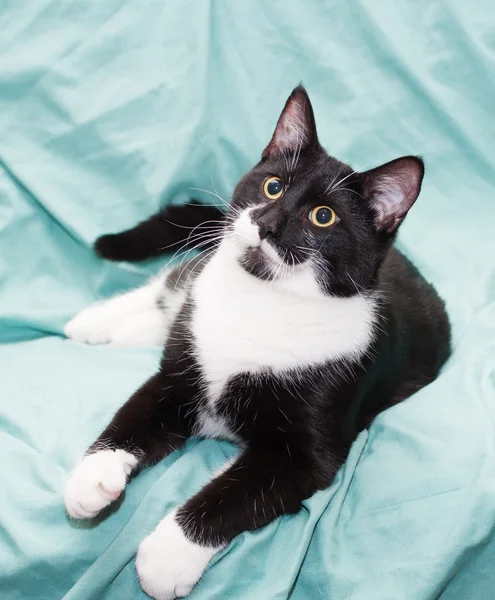 Zwart-witte kat met gele ogen liegen, leunend terug — Stockfoto