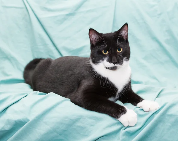 Zwart-witte kat met gele ogen ligt en ziet er somber uit — Stockfoto