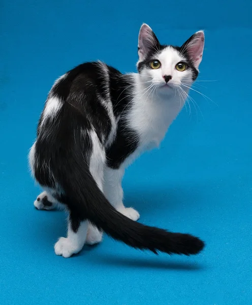 Sıska siyah beyaz kedi ayakta — Stok fotoğraf
