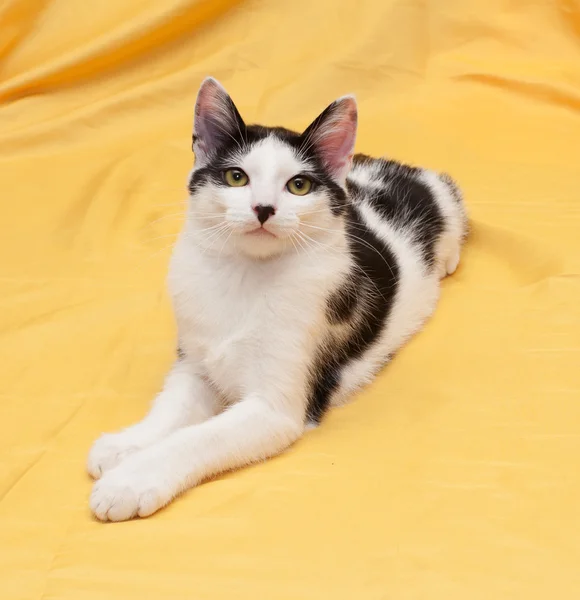 Flaco negro y blanco gatito mintiendo —  Fotos de Stock