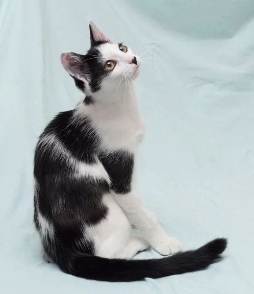 Skinny black and white kitten sitting — Stock Photo, Image