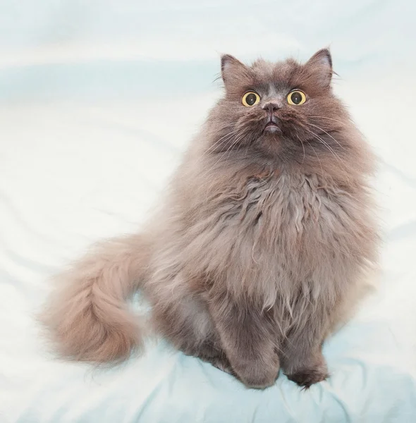 Fluffy, long-haired cat with yellow eyes sitting with paw raised — Stock Photo, Image