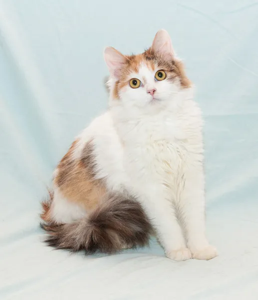 Tricolor esponjoso gato con ojos amarillos sentado —  Fotos de Stock