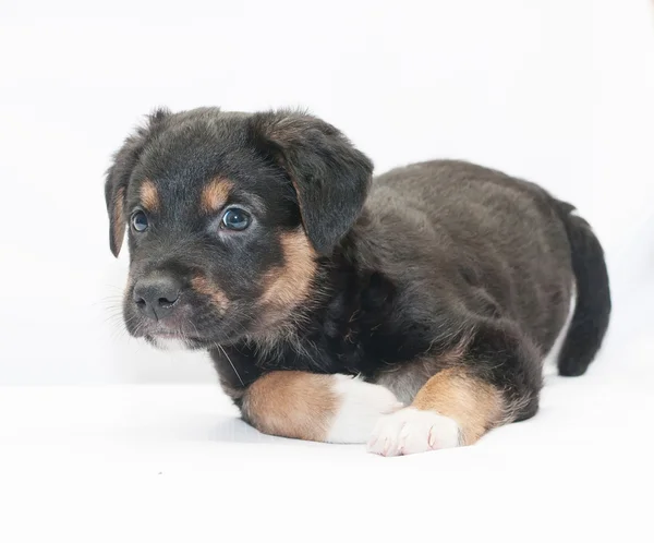 Cachorro negro con manchas rojas y patas blancas — Foto de Stock