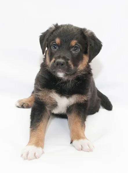 Zwarte pup met rode vlekken en witte benen — Stockfoto