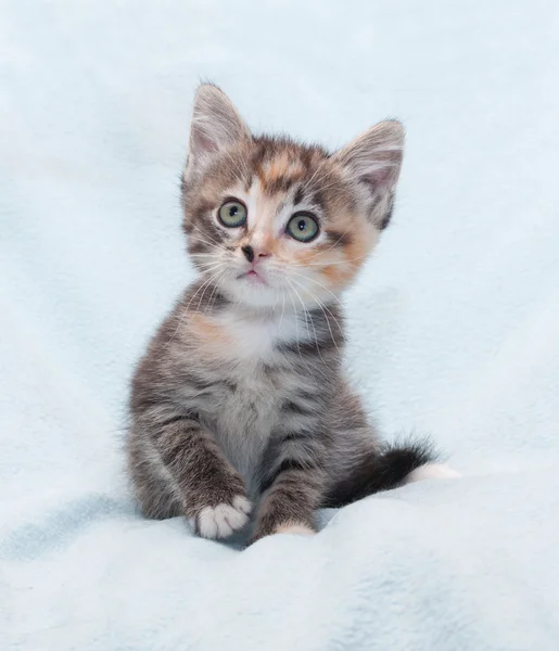 Tri-color gatinho listrado olhando para cima — Fotografia de Stock