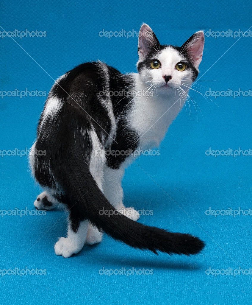 skinny black and white cat