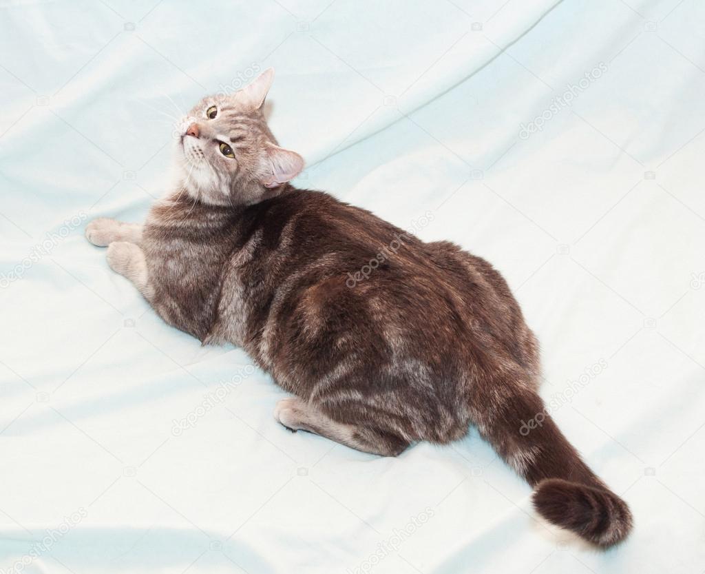 Colore Marmo Gatto Soriano Sdraiato Foto Stock Darzyhanna 36043461