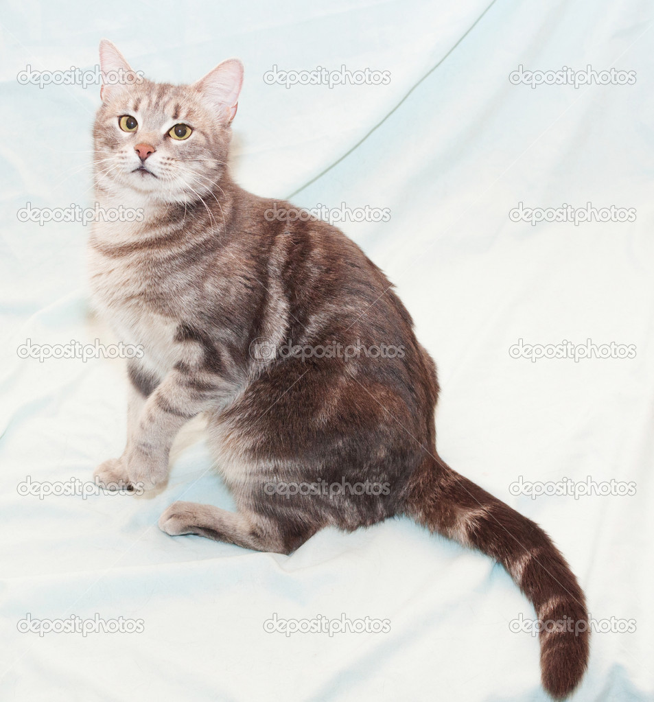 Couleur De Marbre De Chat Tigré Assis Avec La Patte Levée