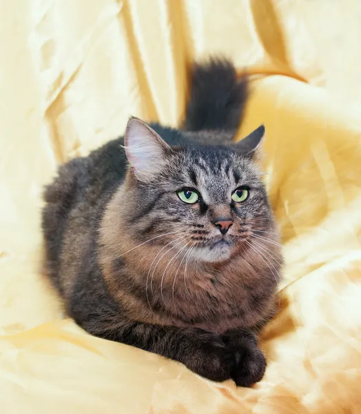 Fluffy Siberian cat is, sadly looking away — Stock Photo, Image