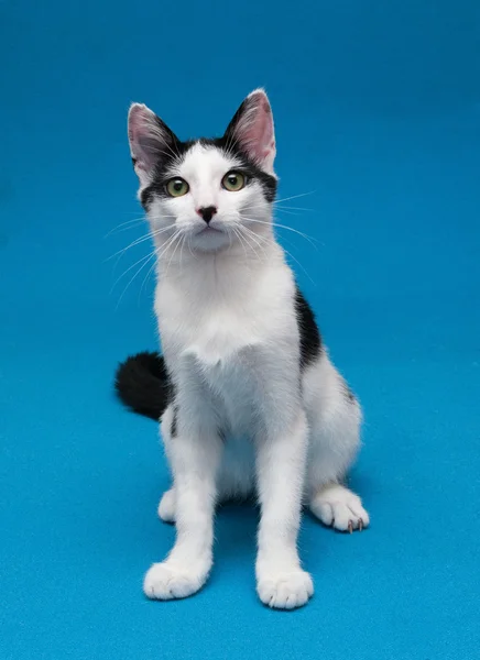 Negro y blanco suave capa gatito sentado, buscando sorprendido —  Fotos de Stock