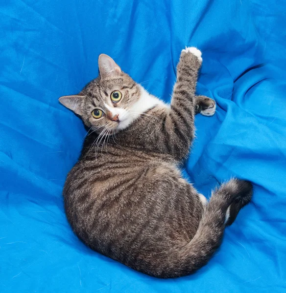 Pasiasty kot leżący na krześle, drapanie tapicerki — Zdjęcie stockowe