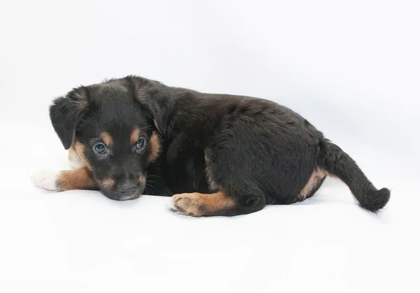 Small black puppy with brown spots looks, turning over her shoul — Stock Photo, Image