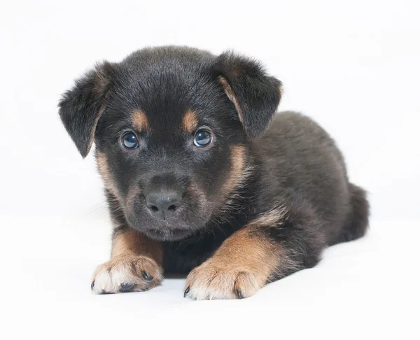 Small black puppy with brown spots looks frightened — Stock Photo, Image