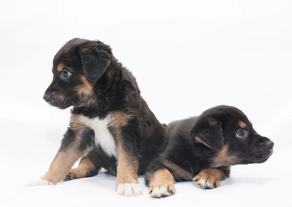 Zwei kleine schwarze Welpen mit braunen Flecken sehen unterschiedlich direkt aus — Stockfoto