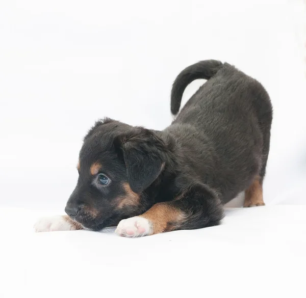 Small black puppy with brown spots plays — Stock Photo, Image