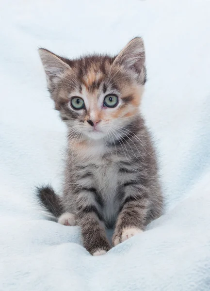 Tricolor pluizig kitten zit en kijkt gekwetst — Stockfoto