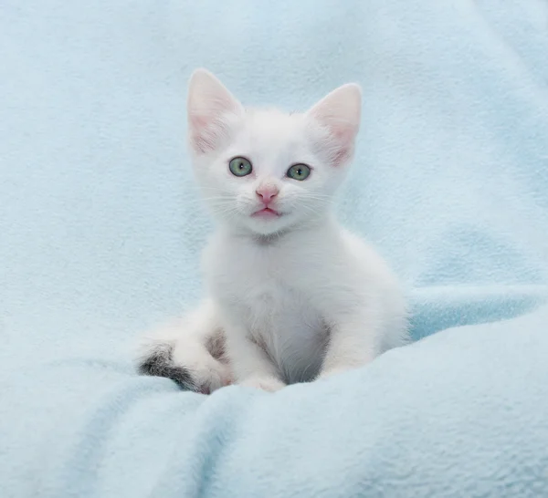 Biały kotek się szyderczy grymas — Zdjęcie stockowe