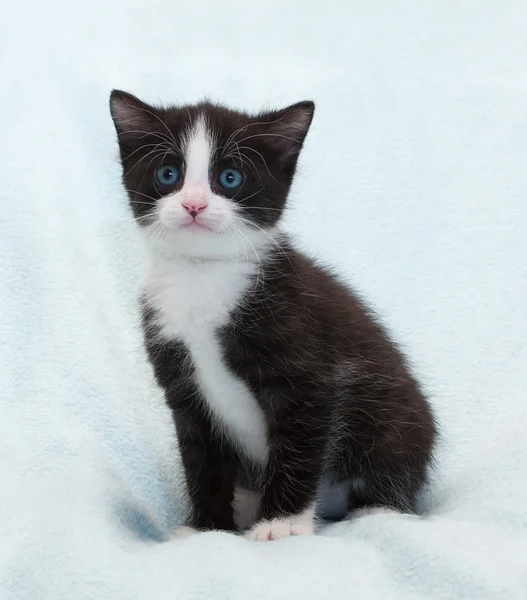 Zwarte en witte pluizige kitten met blauwe ogen zit en staart — Stockfoto