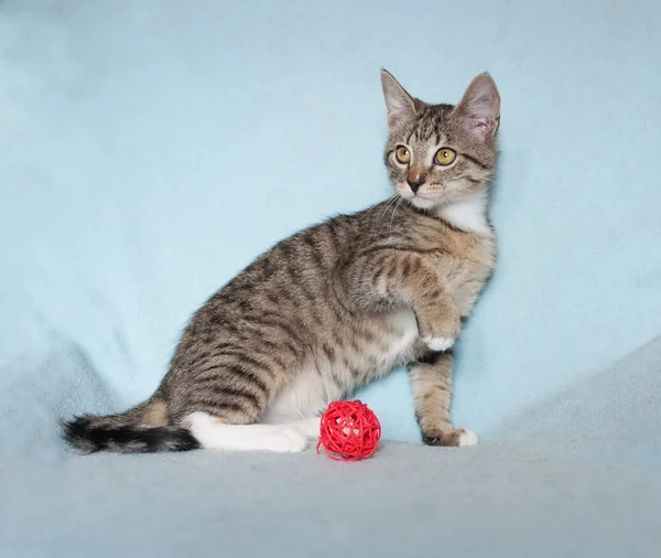 Tabby kitten sits with his front foot — Stock Photo, Image