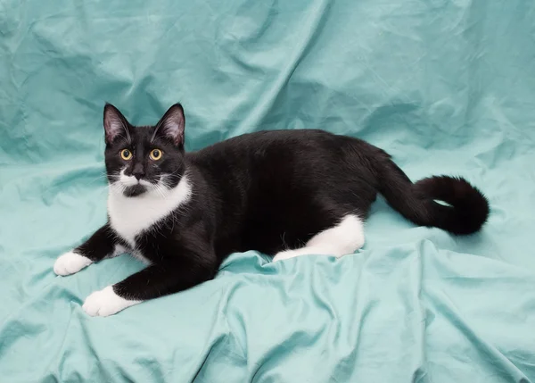 Черно-белая кошка лежит на зеленом фоне — стоковое фото