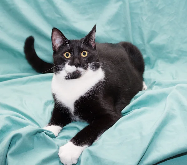 Schwarz-weiße verängstigte Katze liegt — Stockfoto