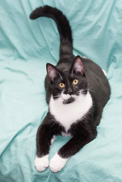 Chat noir et blanc couché sur fond vert, avec sa queue — Photo