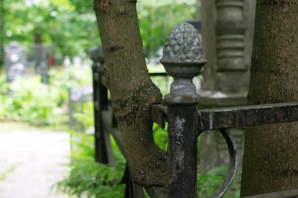 De träd som växte genom kyrkogården stängslet — Stockfoto