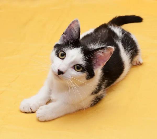 金色の背景に横たわっている黒い斑点のティーンエイ ジャーの白猫 — ストック写真
