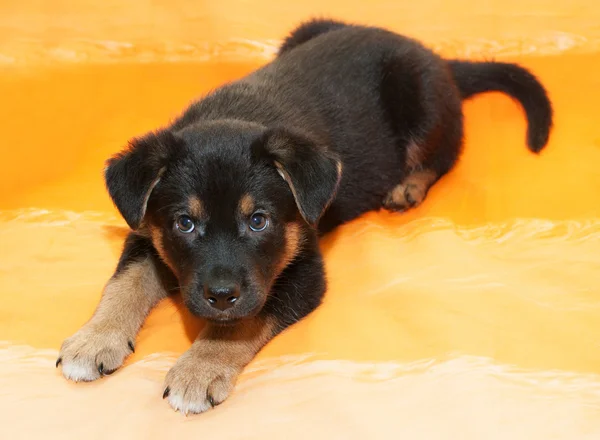 Pequeno cachorro preto com marcas marrons mentiras — Fotografia de Stock