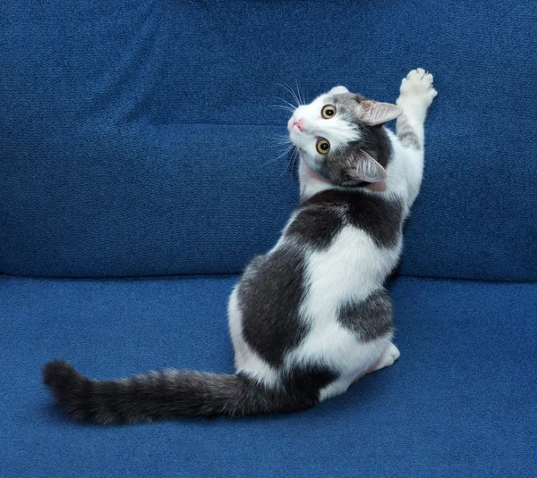 Weiße Kätzchen mit grauen Flecken, die ihre Krallen schärfen — Stockfoto