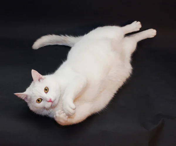 Tjock vit katt med gula ögon liggande på svart bakgrund — Stockfoto