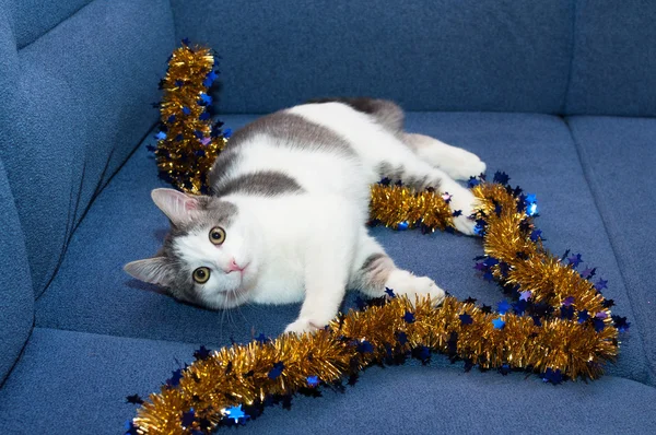 Gatito blanco con manchas grises acostado sobre fondo dorado con Chr — Foto de Stock