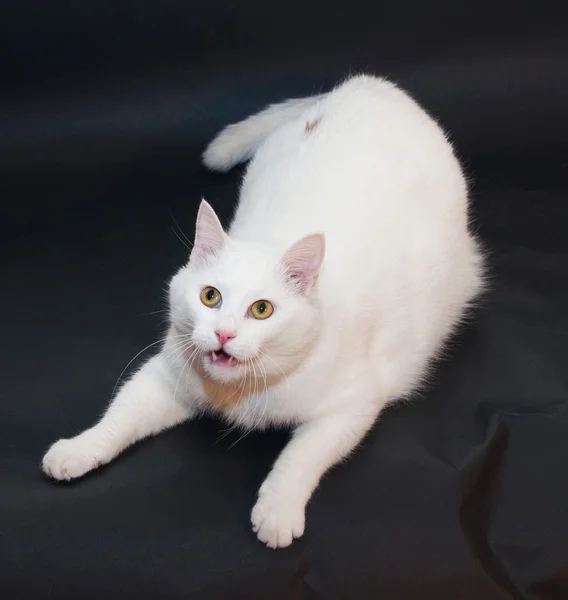 Vastag fehér macska feküdt a fekete háttér, sárga szemmel — Stock Fotó