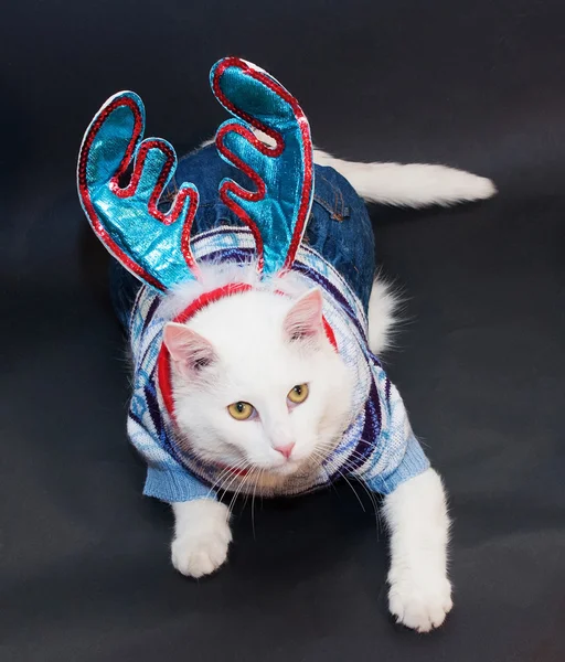 White cat with yellow eyes in a knitted suit and Christmas decor — Stock Photo, Image