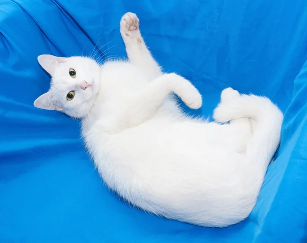 White cat lying in blue chair, raising foreleg — Stock Photo, Image