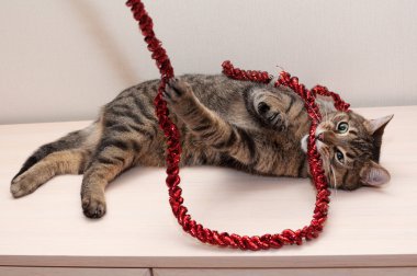 Tabby cat plays gnaws red Christmas garland clipart