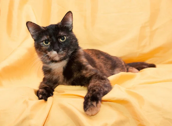 Three-colored cat with yellow eyes looking sternly lying — Stock Photo, Image