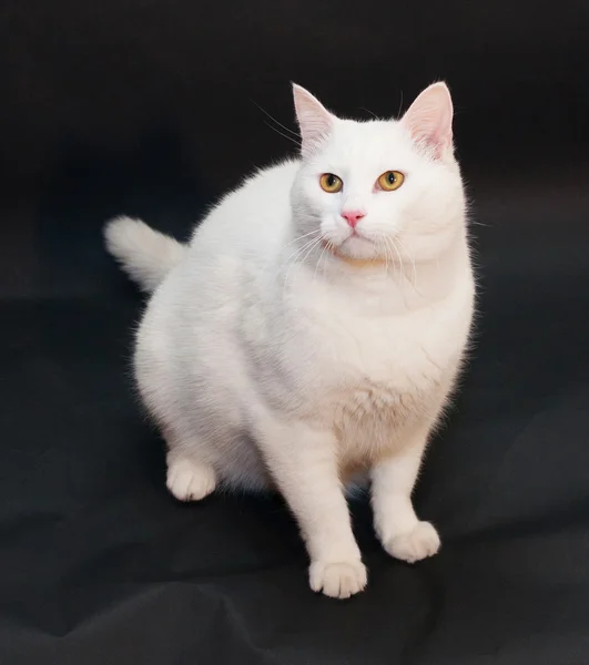 Dicke weiße Katze mit gelben Augen sitzend — Stockfoto