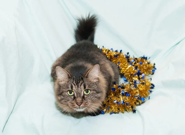 Gestreifte flauschige sibirische Katze schaut auf — Stockfoto