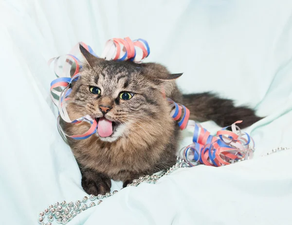 Gestreifte flauschige sibirische Katze leckt Luftschlangen — Stockfoto