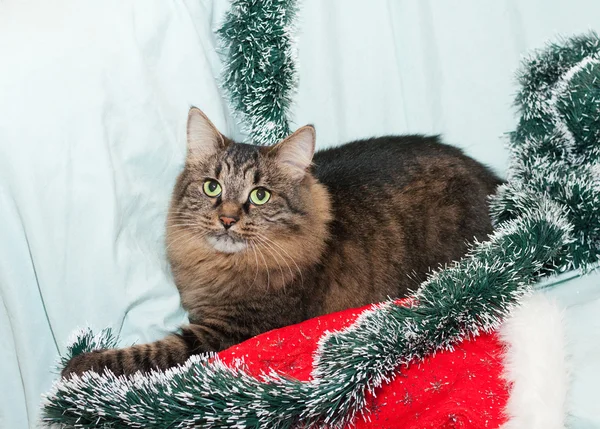 Listrado gato siberiano fofo encontra-se em uma garla árvore de Natal verde — Fotografia de Stock